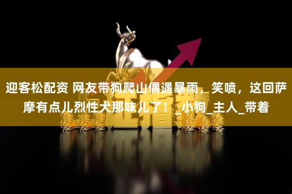 迎客松配资 网友带狗爬山偶遇暴雨，笑喷，这回萨摩有点儿烈性犬那味儿了！_小狗_主人_带着